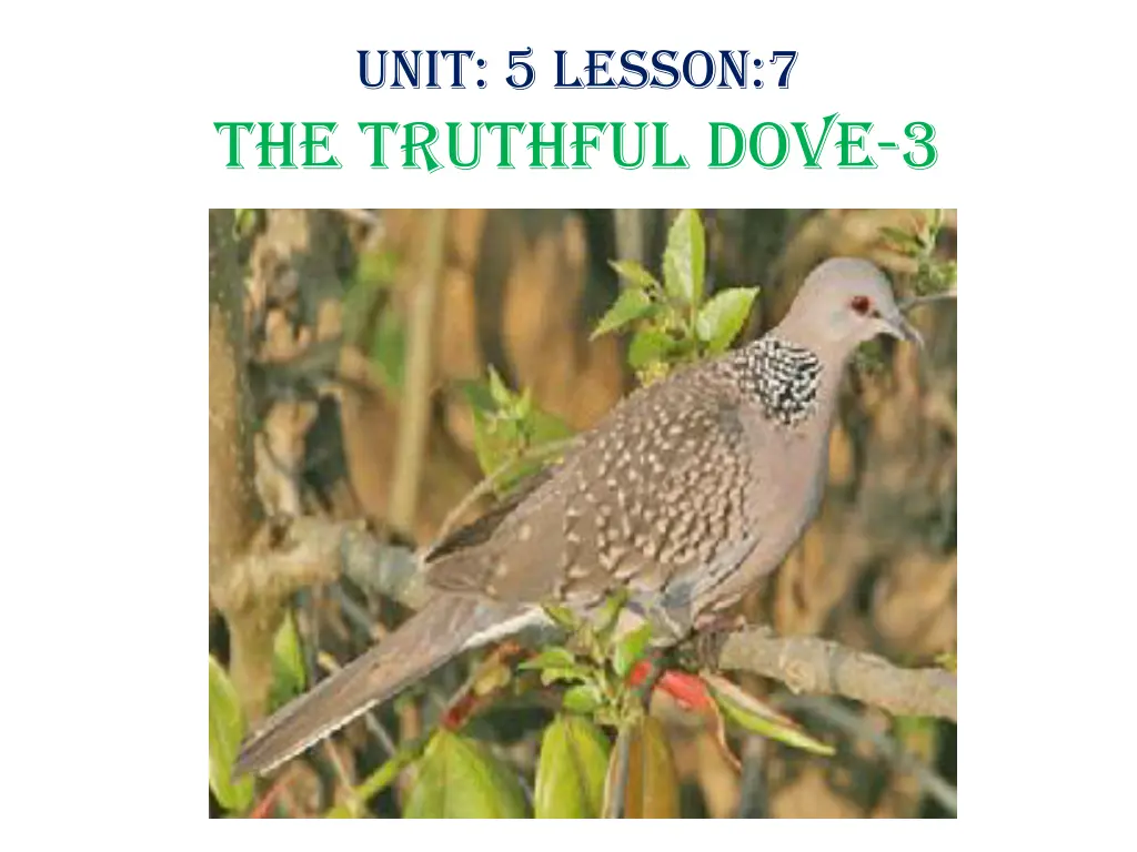 unit 5 lesson 7 the truthful dove 3