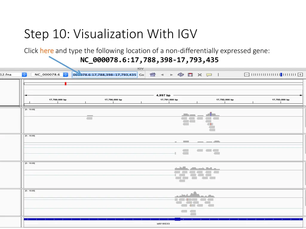 step 10 visualization with igv