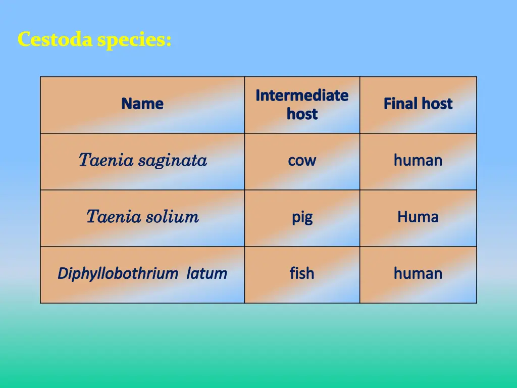 cestoda species