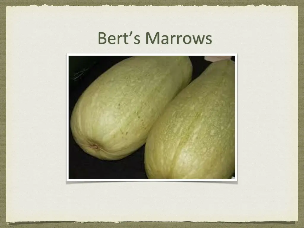 bert s marrows