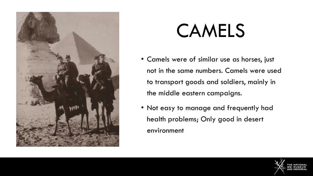 camels