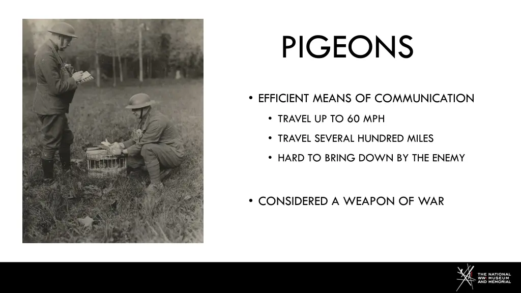 pigeons