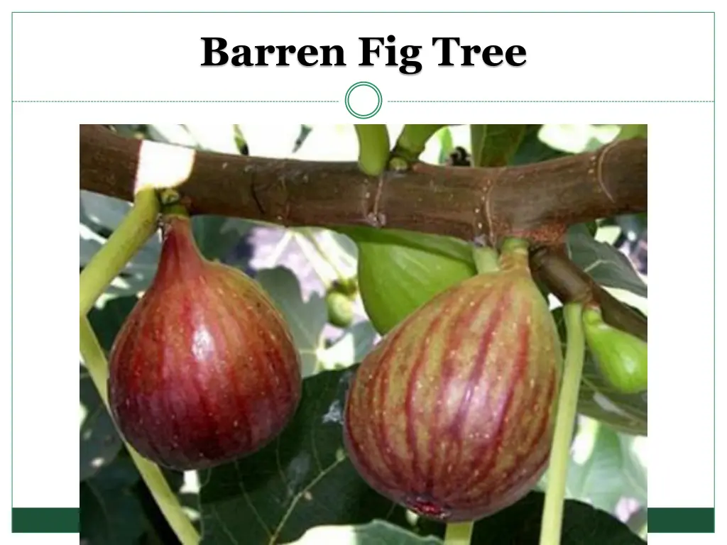 barren fig tree