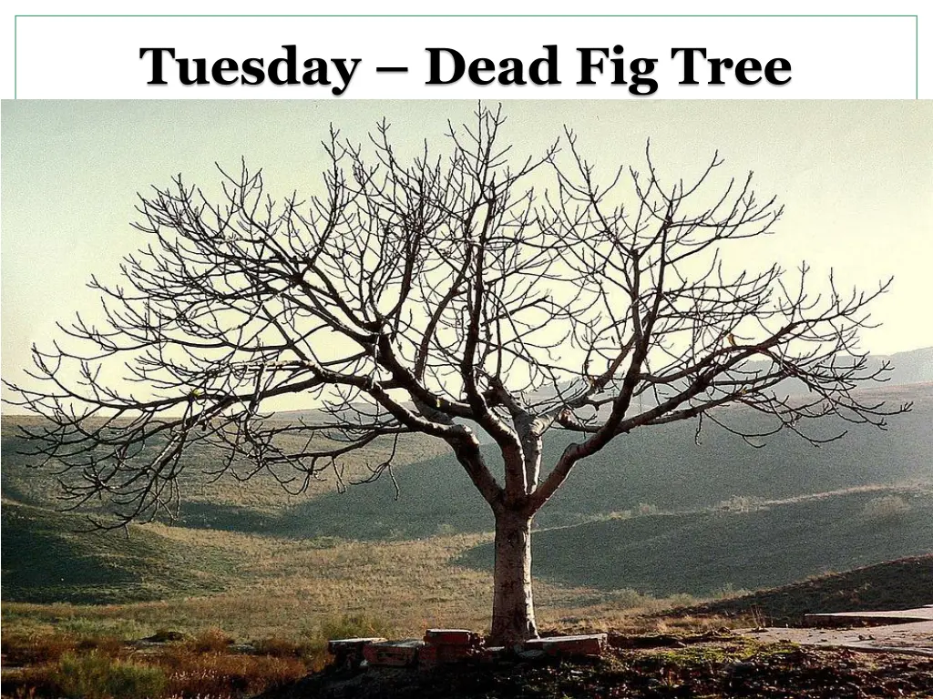 tuesday dead fig tree