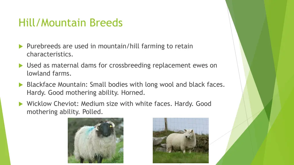 hill mountain breeds