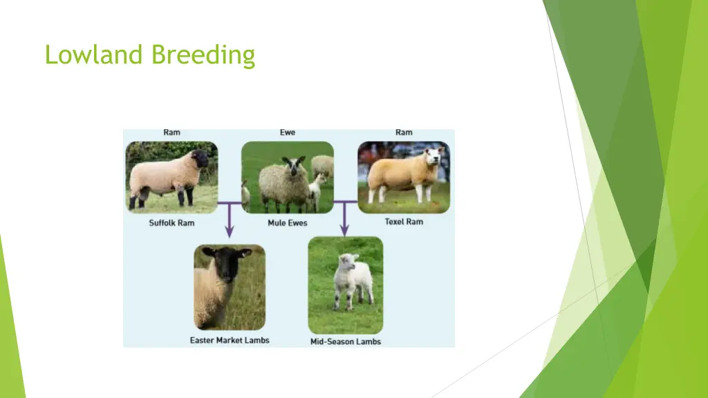 lowland breeding 2