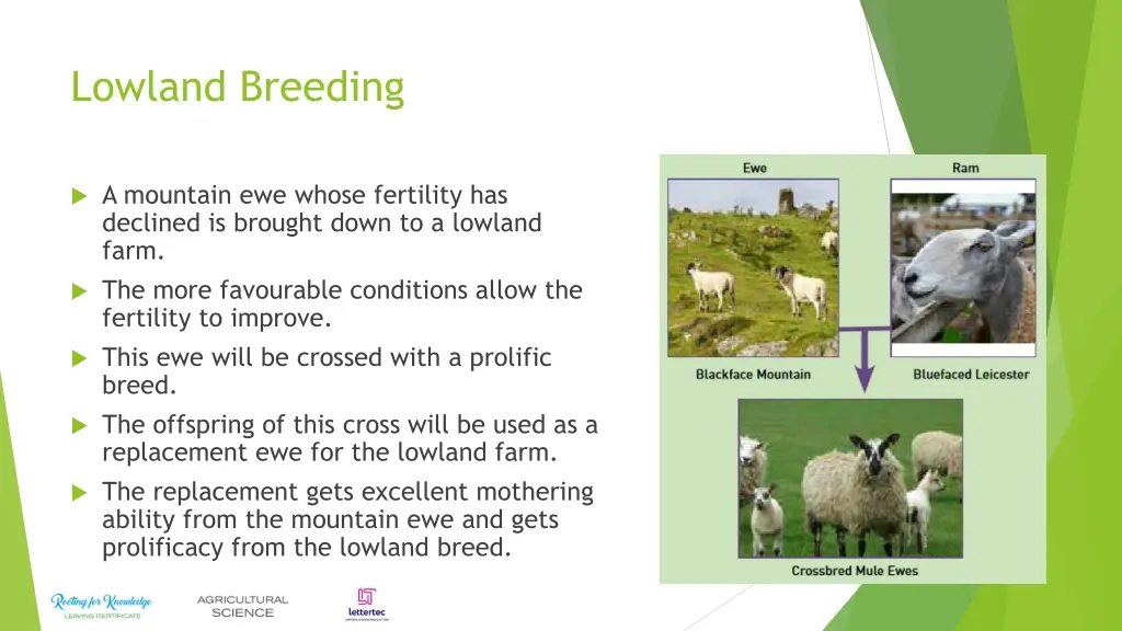 lowland breeding