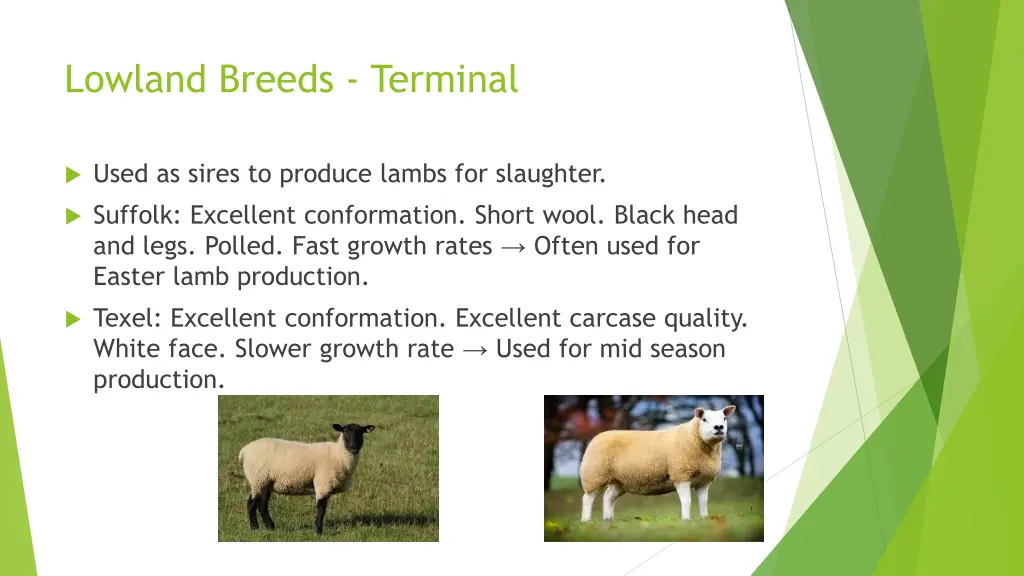 lowland breeds terminal