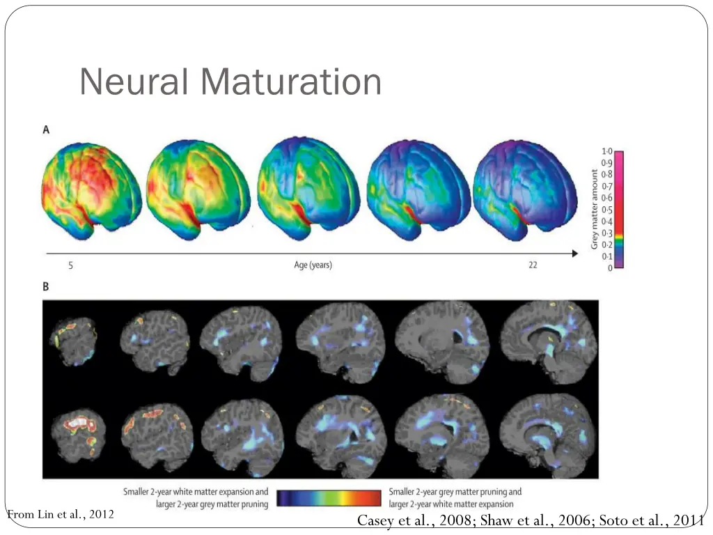 neural maturation