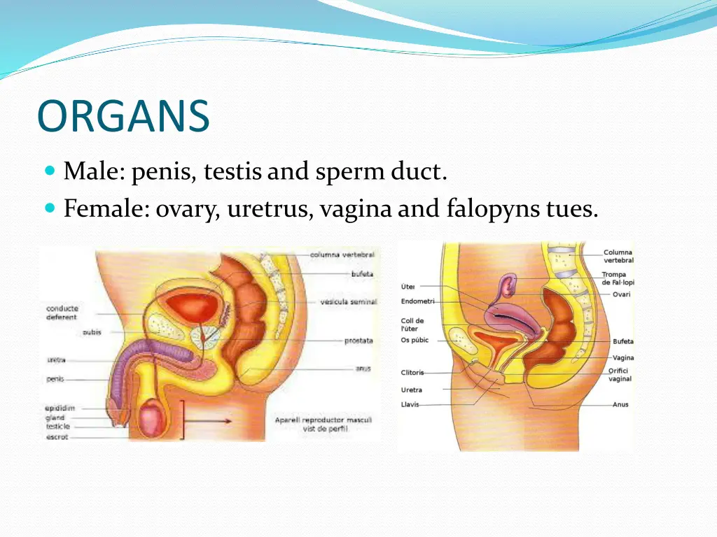 organs