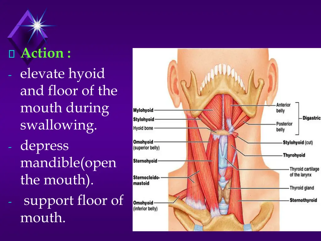 action elevate hyoid and floor of the mouth