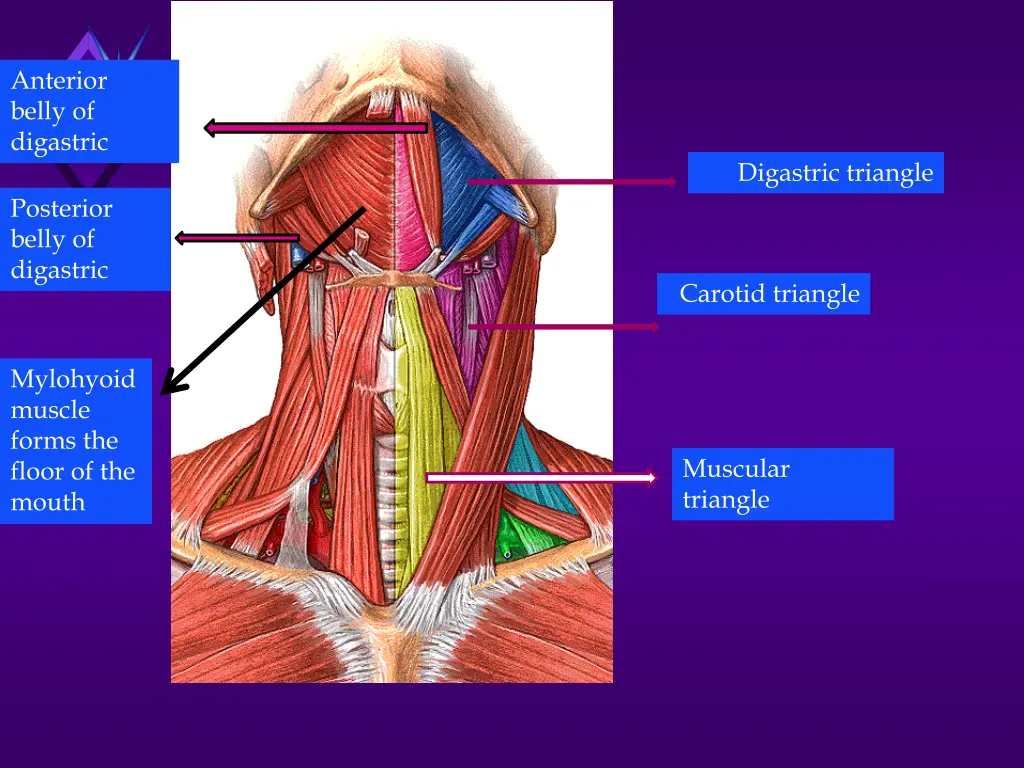 anterior belly of digastric