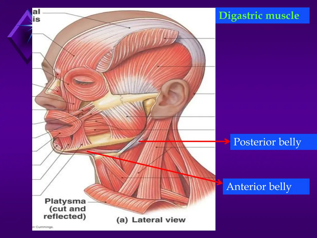 digastric muscle 1