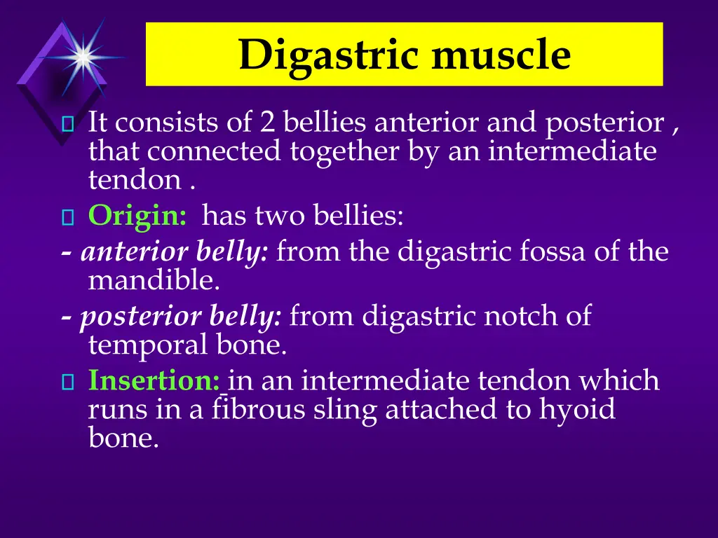 digastric muscle