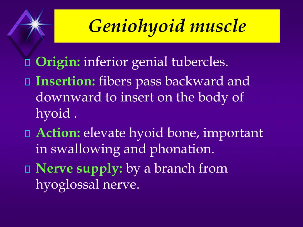 geniohyoid muscle 1