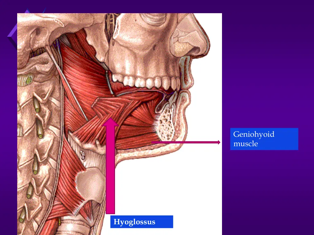 geniohyoid muscle