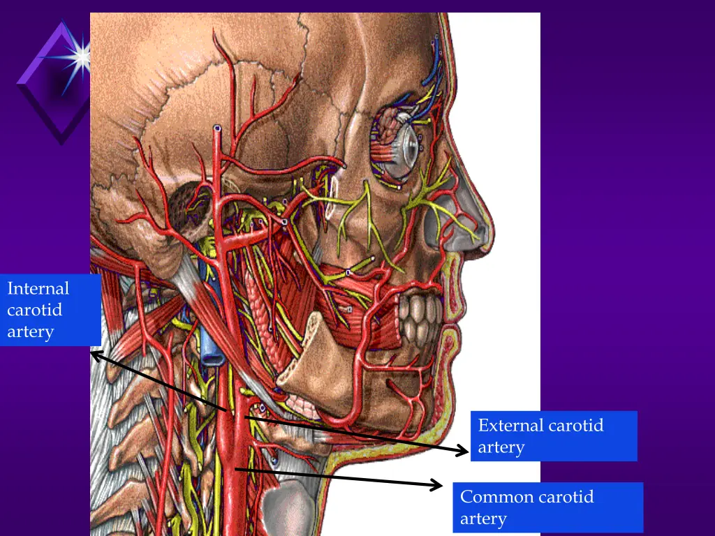 internal carotid artery