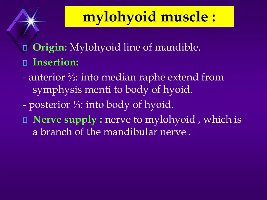 mylohyoid muscle