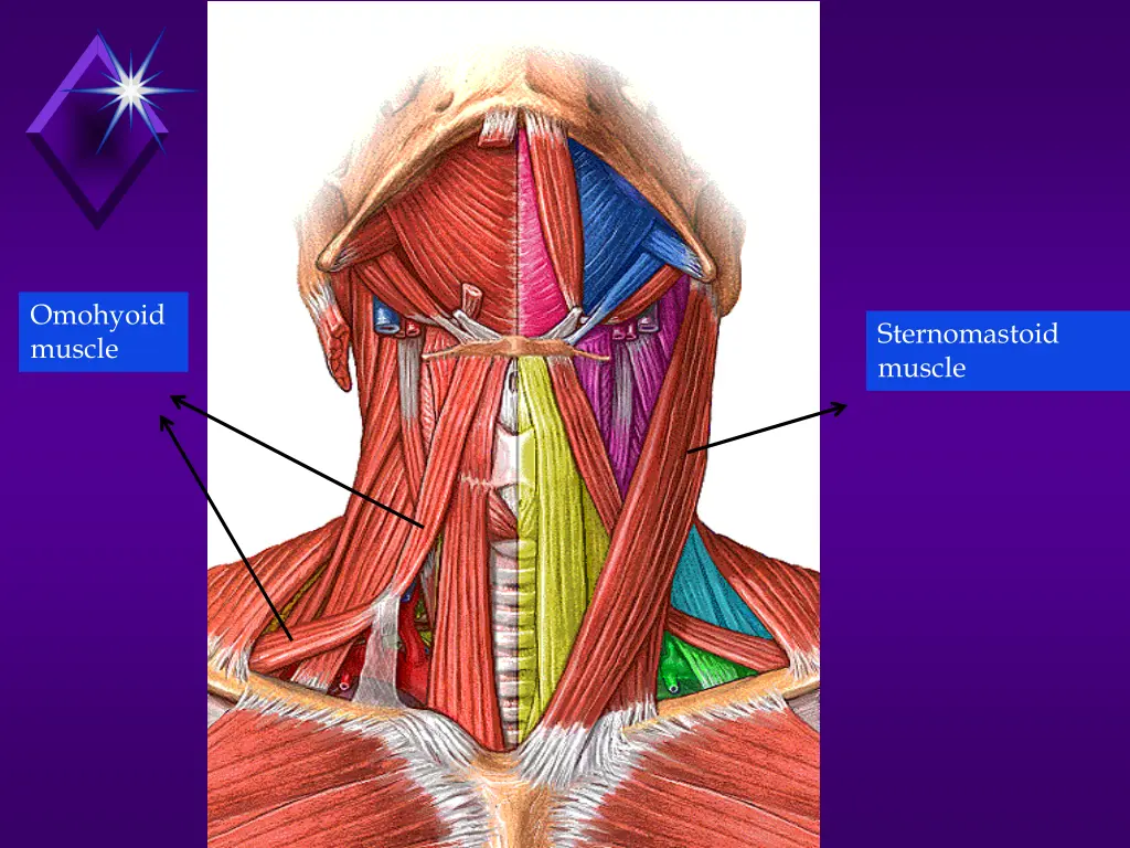 omohyoid muscle