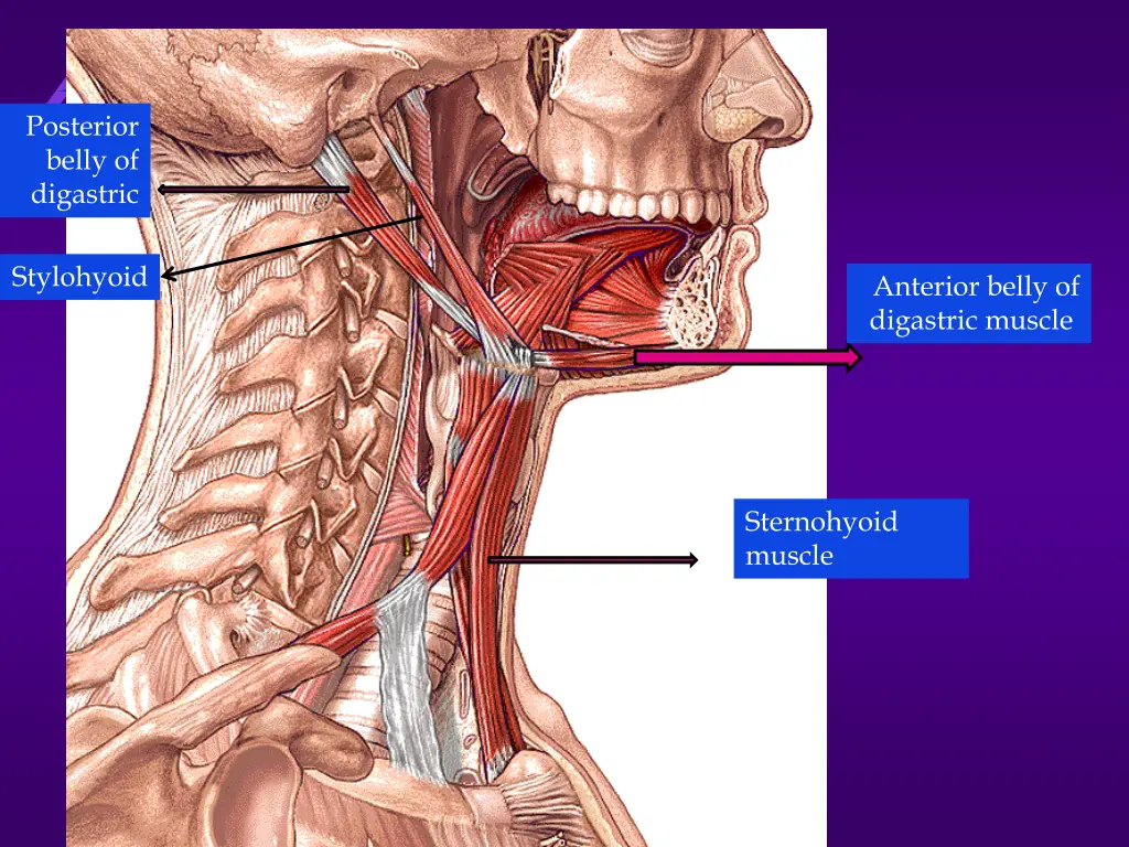 posterior belly of digastric