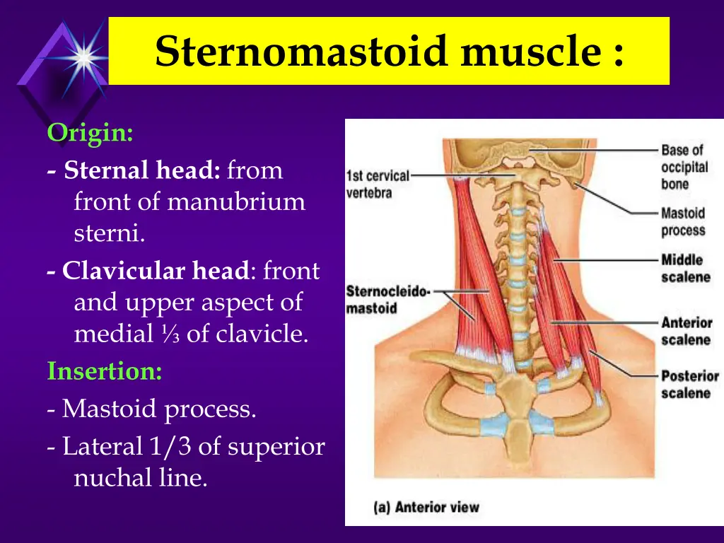 sternomastoid muscle