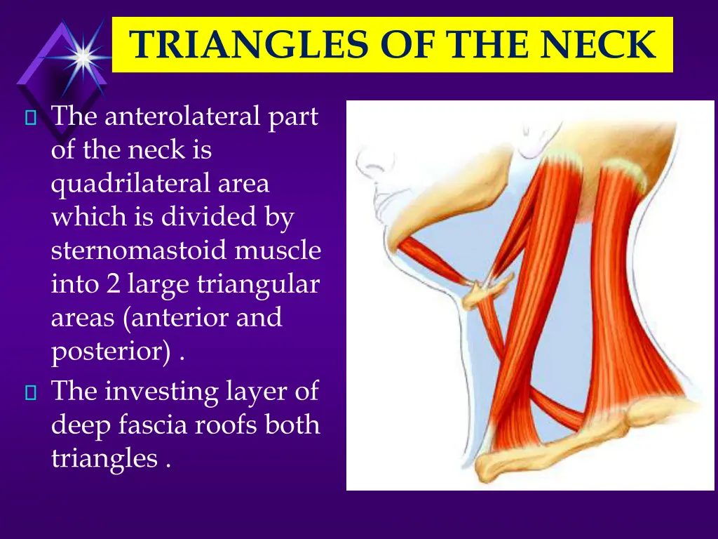 triangles of the neck