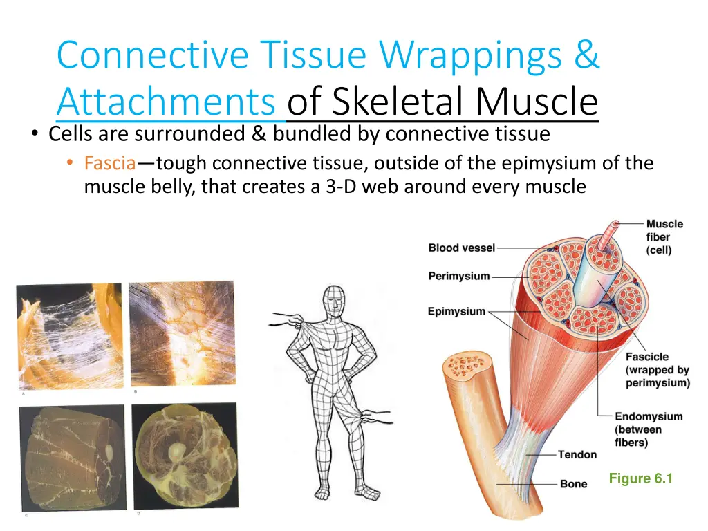 connective tissue wrappings attachments 1