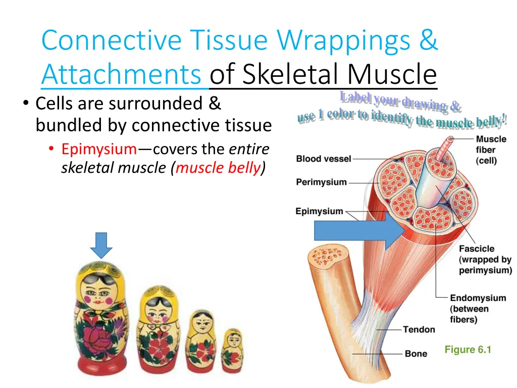 connective tissue wrappings attachments 2