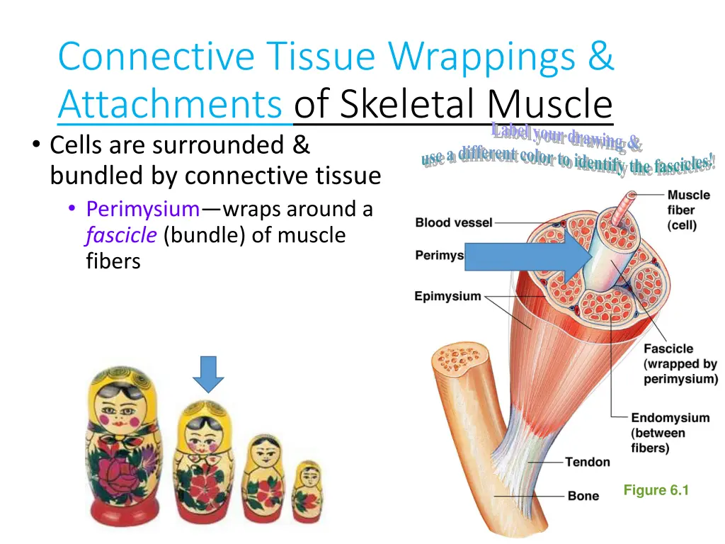 connective tissue wrappings attachments 3