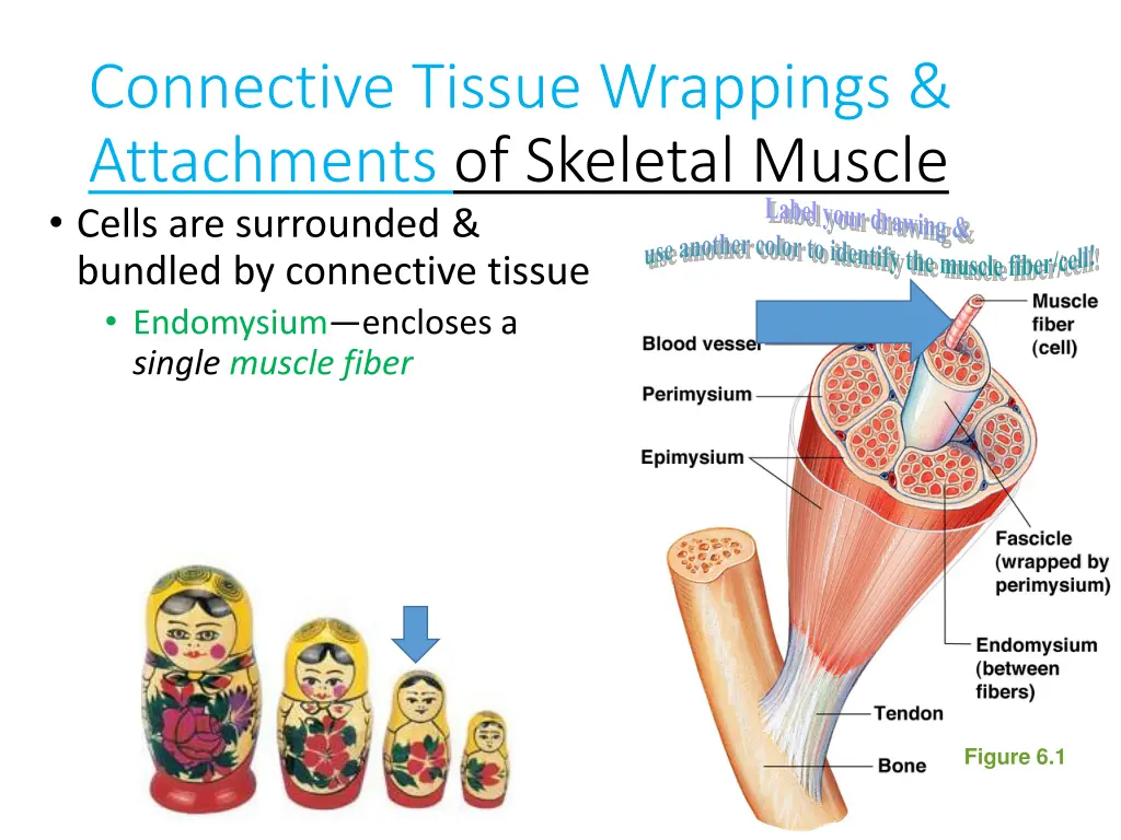 connective tissue wrappings attachments 4