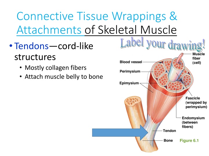 connective tissue wrappings attachments