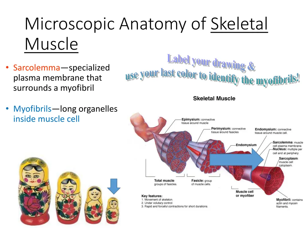 microscopic anatomy of skeletal muscle label your