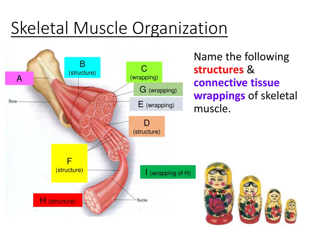 skeletal muscle organization