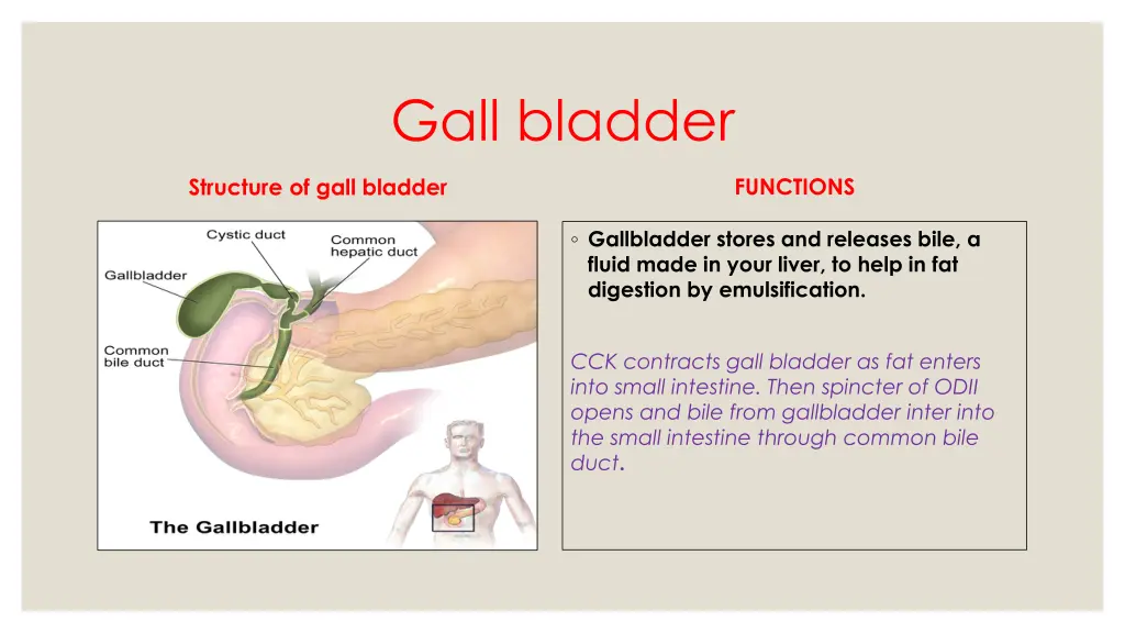 gall bladder