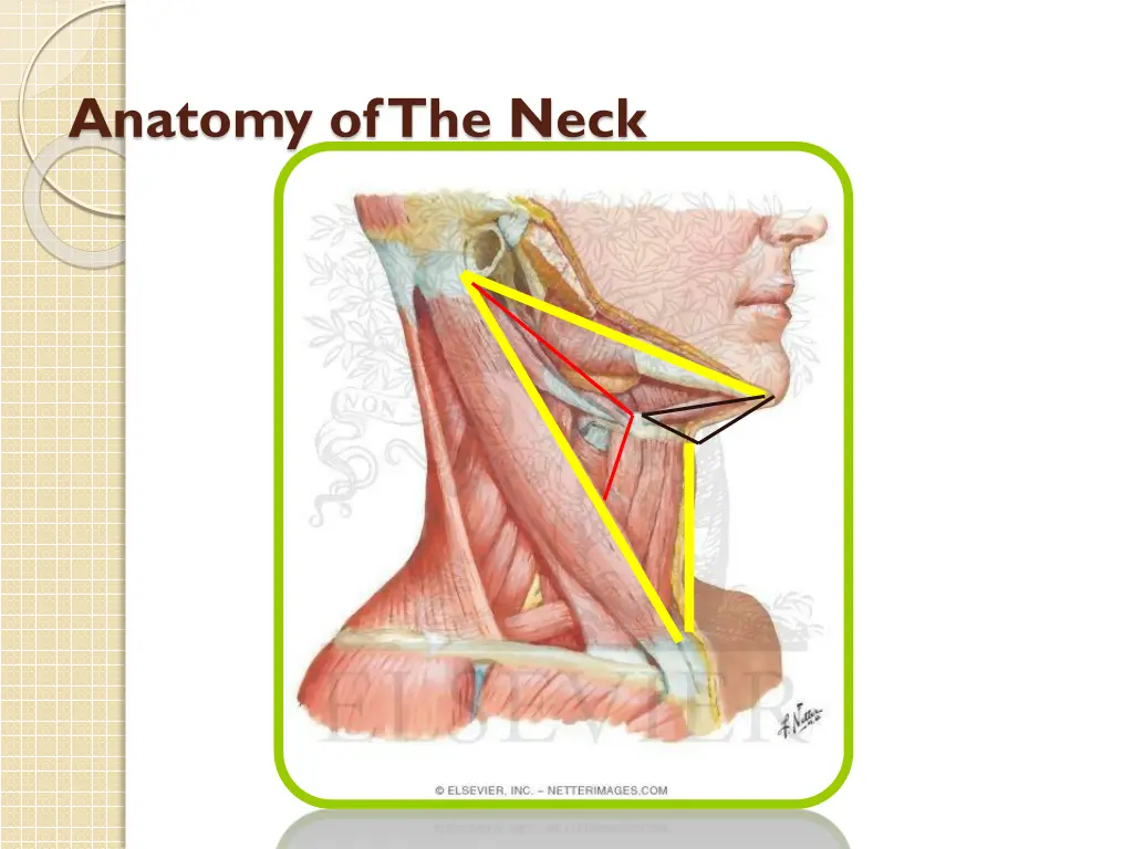 anatomy of the neck 1