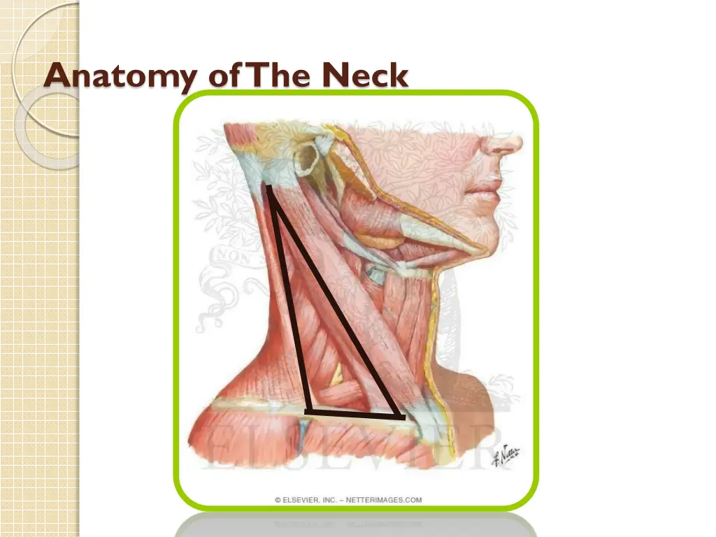 anatomy of the neck 2