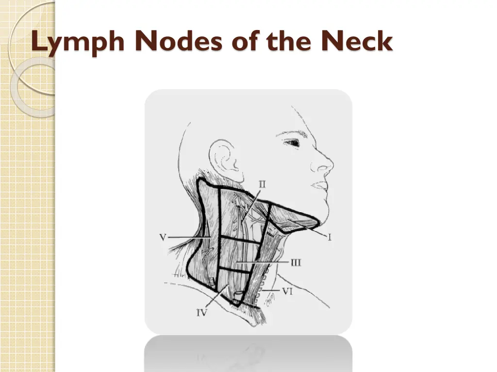 lymph nodes of the neck