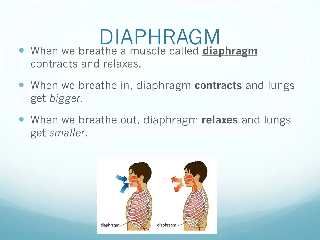 diaphragm