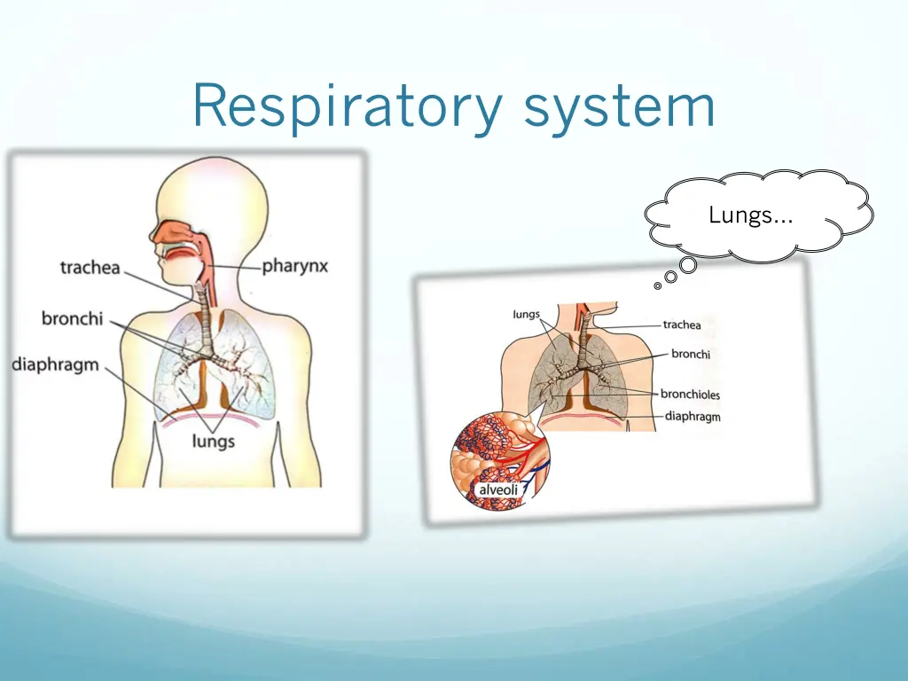 respiratory system 1