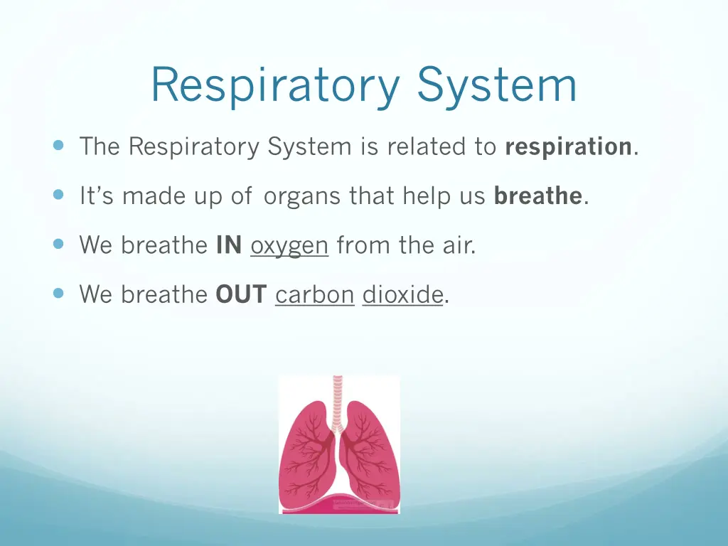 respiratory system