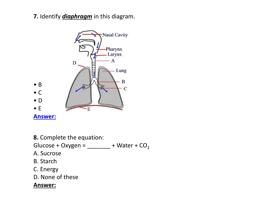 7 identify diaphragm in this diagram