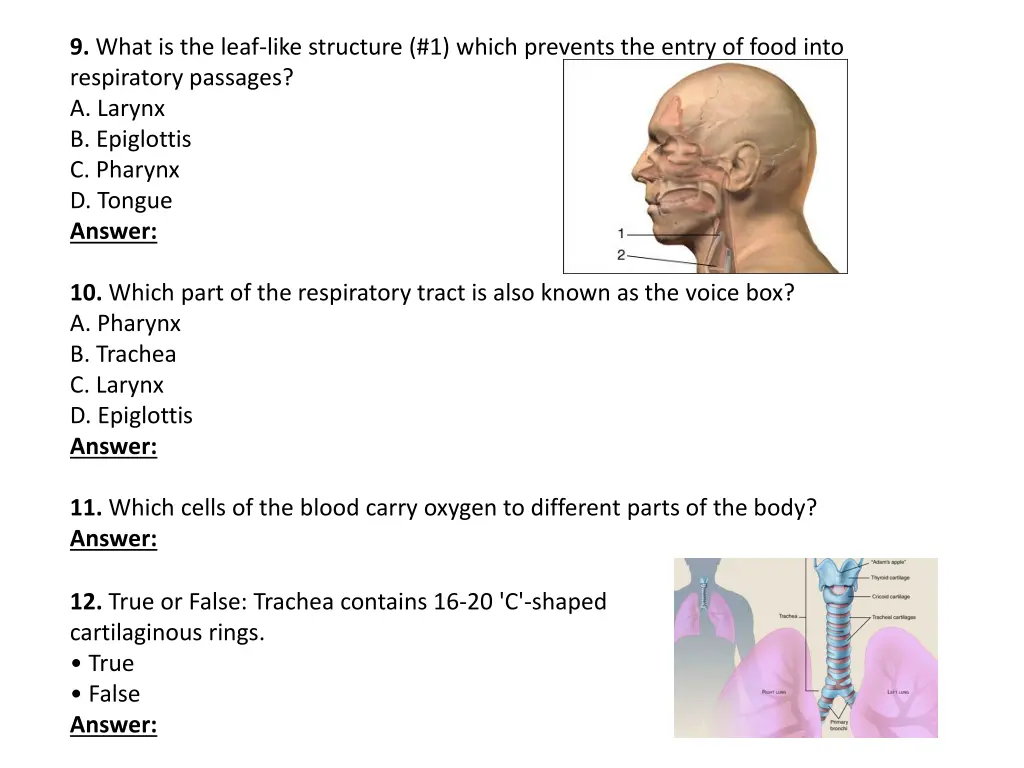 9 what is the leaf like structure 1 which