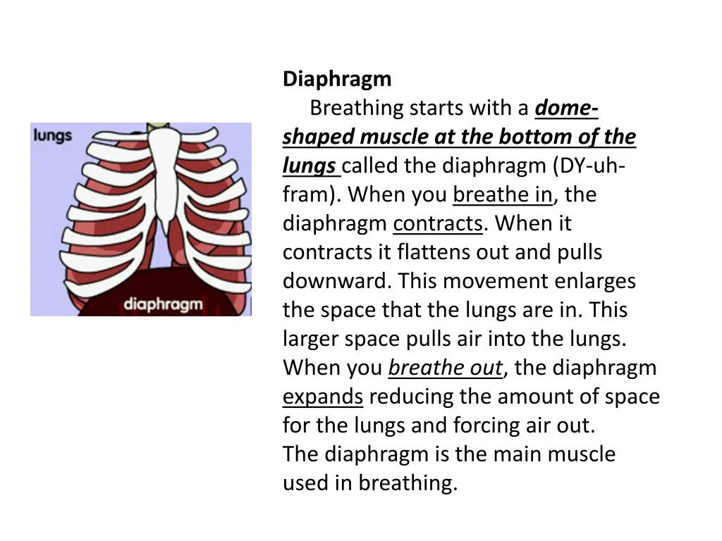 diaphragm breathing starts with a dome shaped