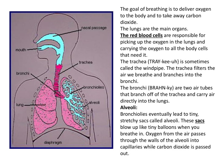 the goal of breathing is to deliver oxygen