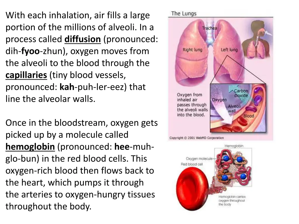 with each inhalation air fills a large portion