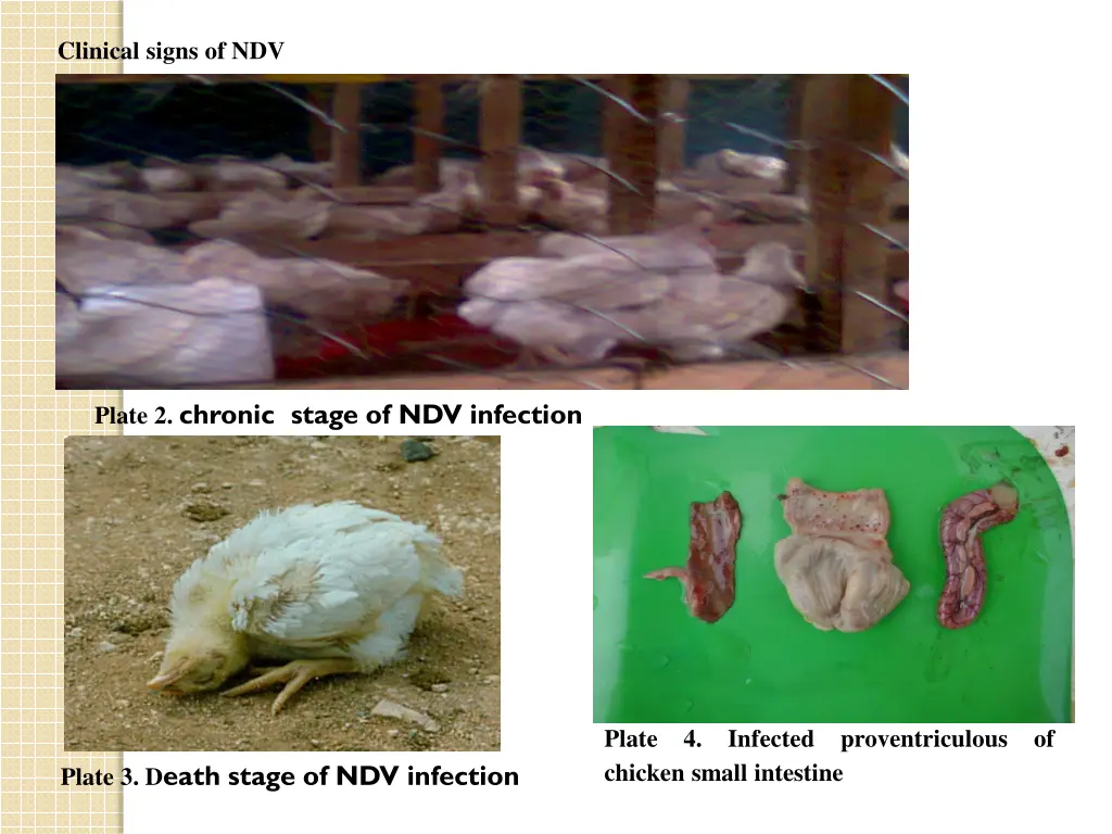 clinical signs of ndv