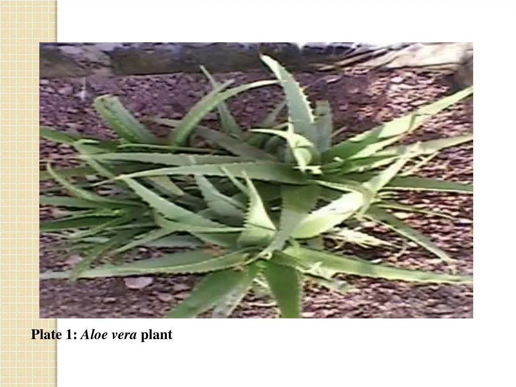 plate 1 aloe vera plant