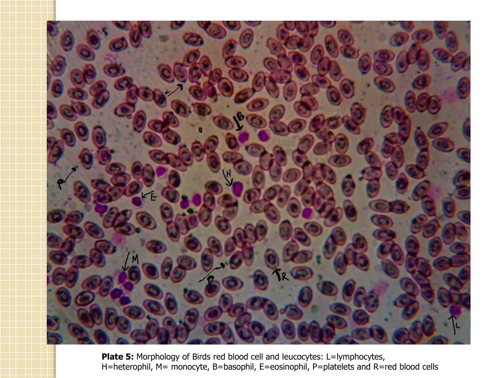 plate 5 morphology of birds red blood cell