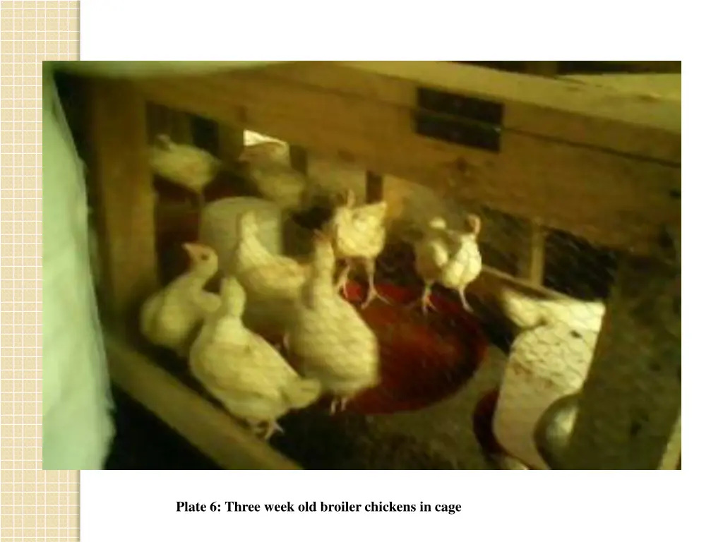 plate 6 three week old broiler chickens in cage