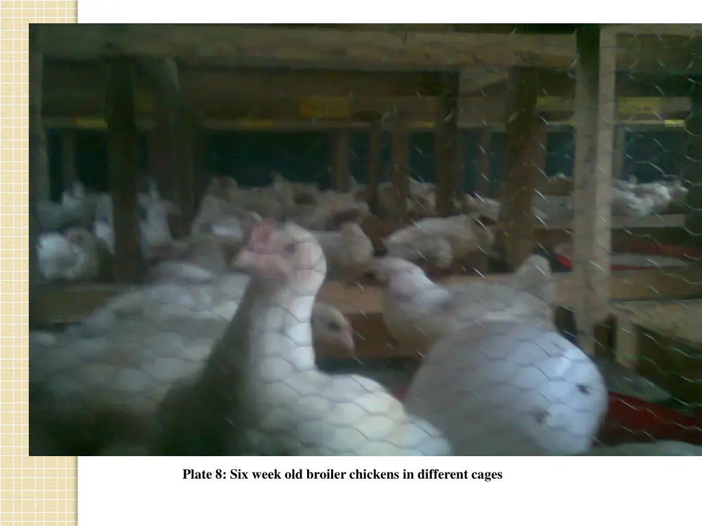 plate 8 six week old broiler chickens